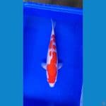 Hot Kohaku 39cm