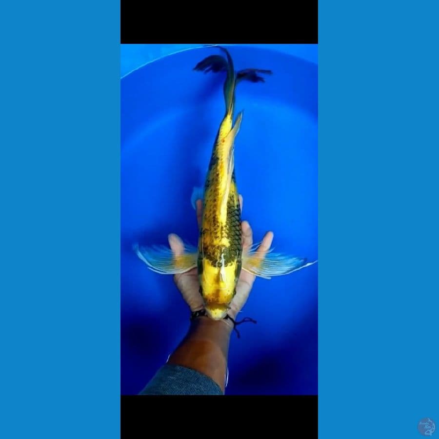 Kumpay Ki Utsuri 47cm