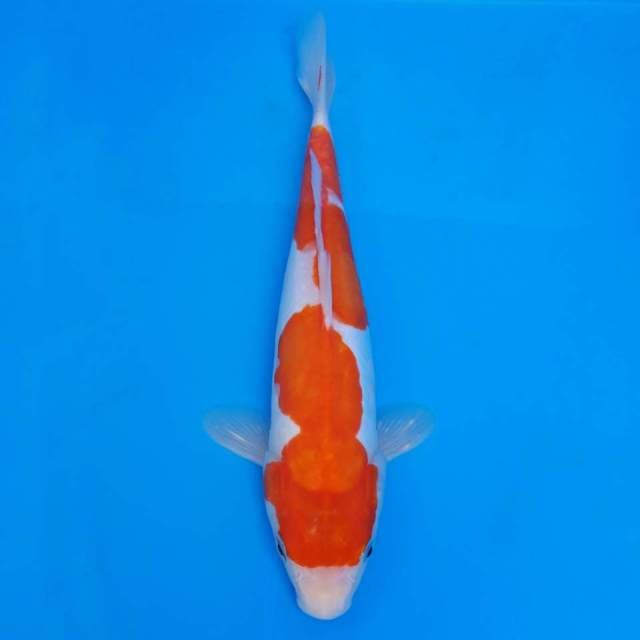 Kohaku nidan doitsu