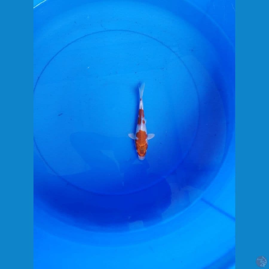 kohaku hikari 15cm