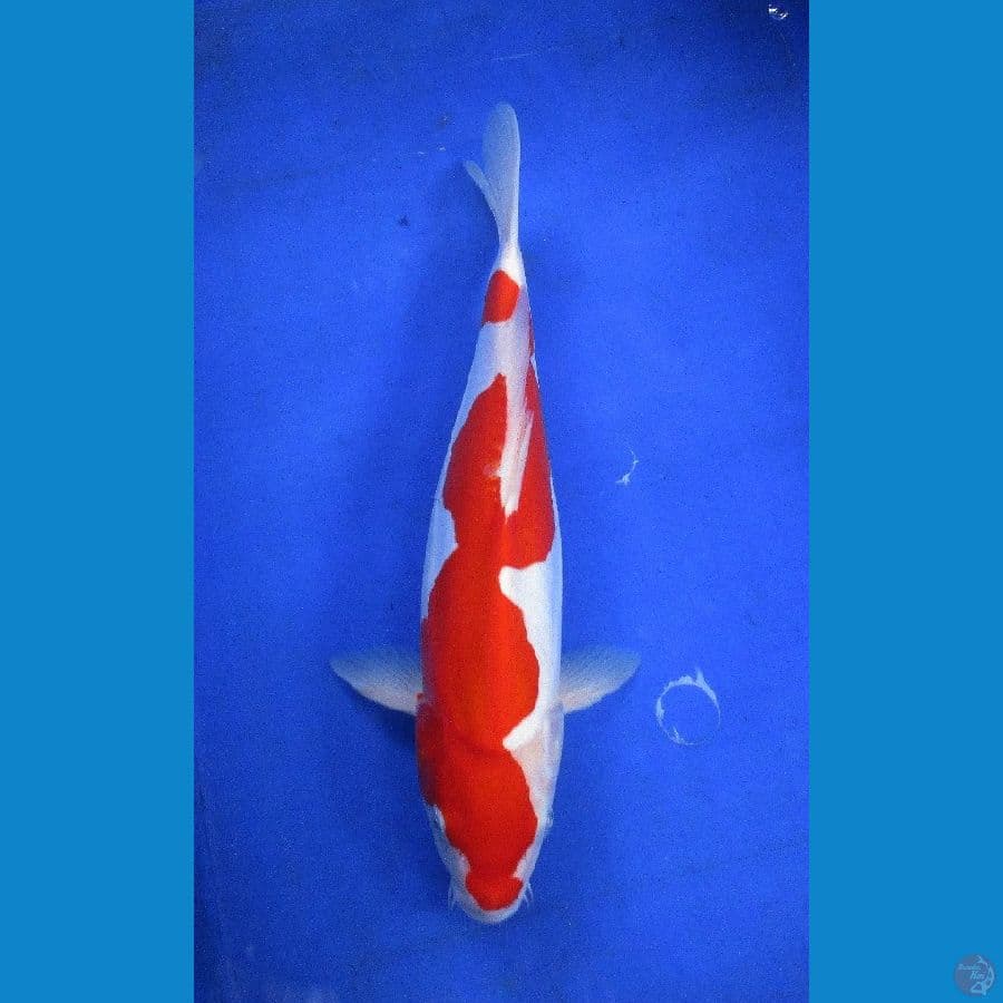 kohaku inazuma ±35cm