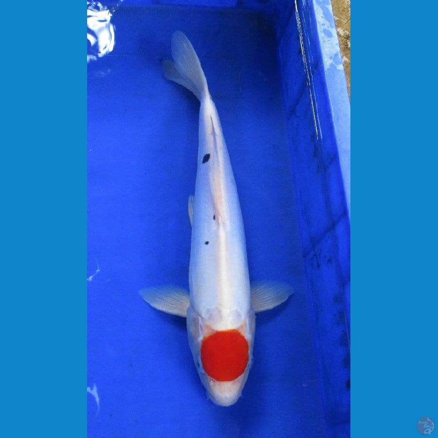tategoi tancho doitsu ±36cm