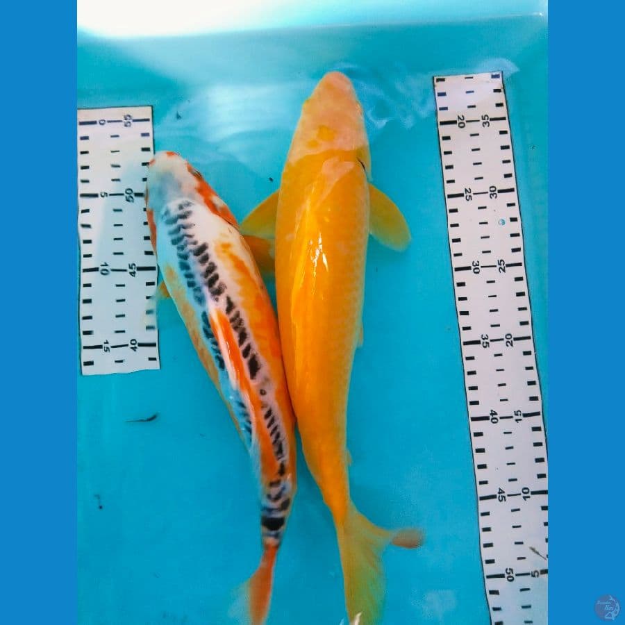 mix 33-34cm