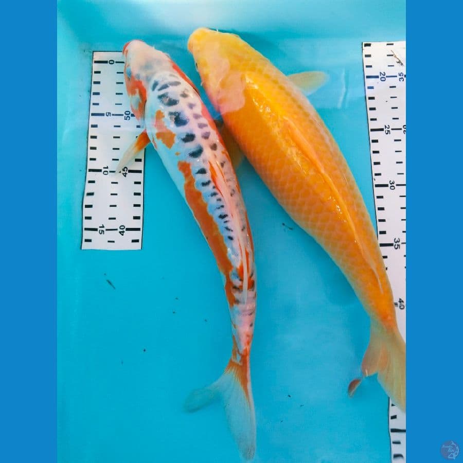 mix 33-34cm