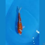 kujaku 31 cm 