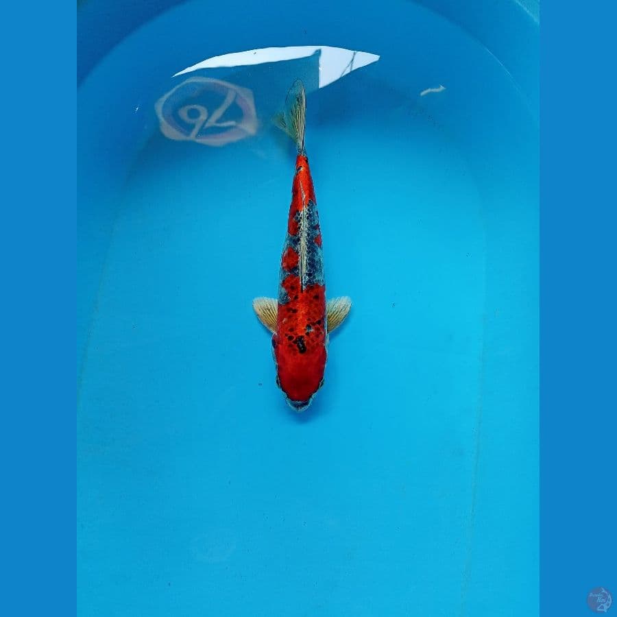 beni gingga 28 cm 