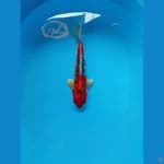 beni gingga 28 cm 
