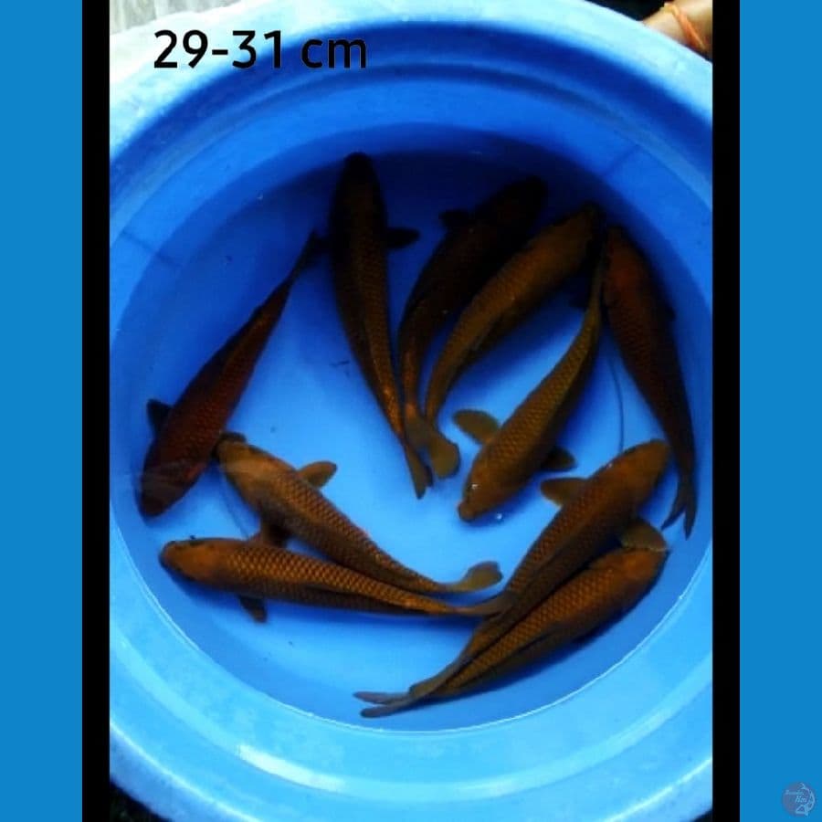 Paket chagoi 10 ekor 29-31 cm