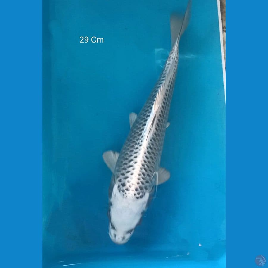 Gin Matsuba, 29 Cm