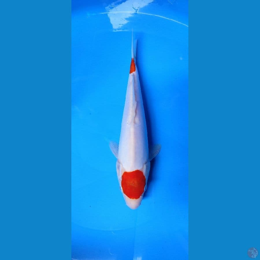 28 cm doitsu murni