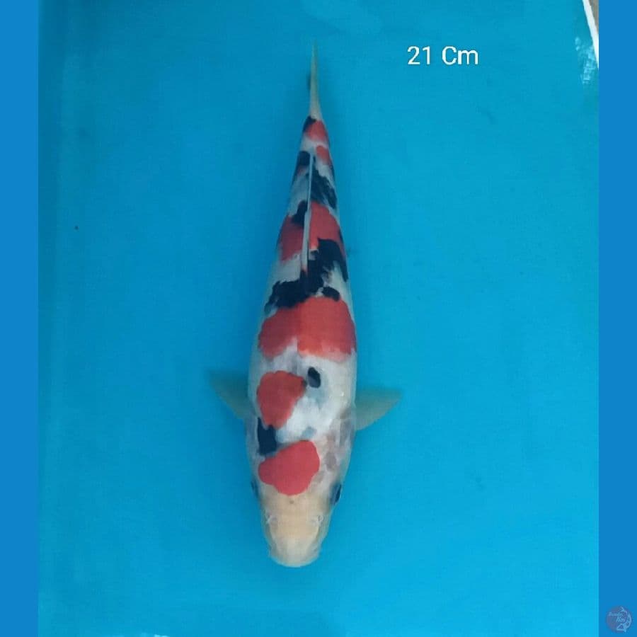 Sanke Prospek, 21 Cm