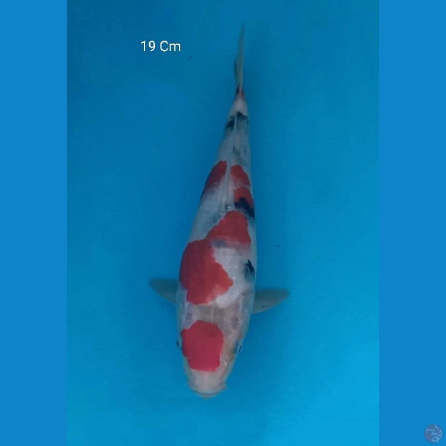 Sanke Tategoi, 19 Cm
