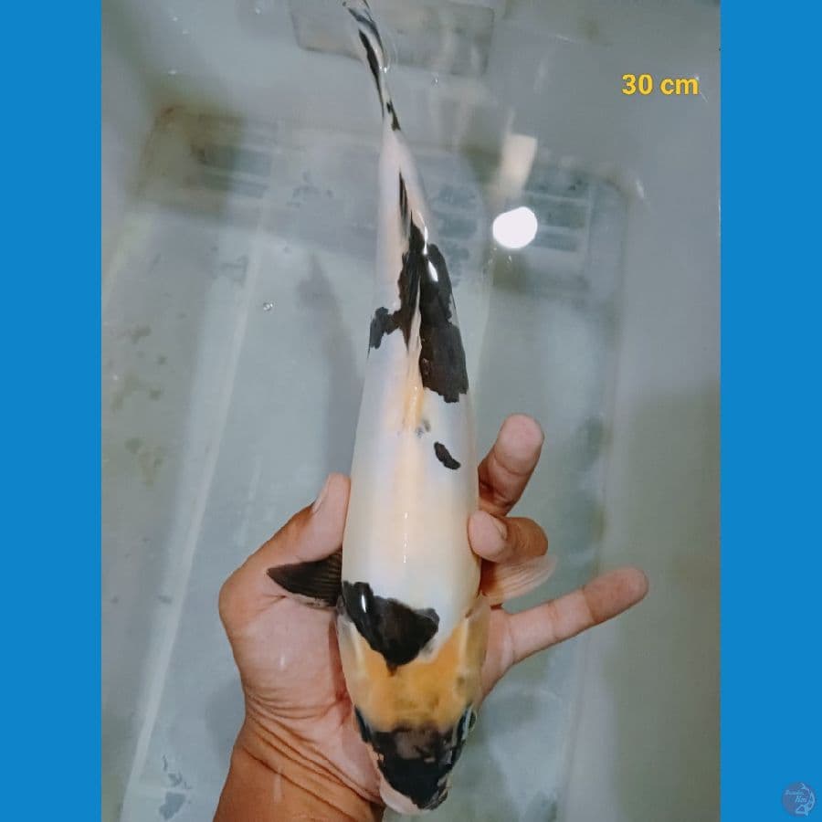 male Doit murni 30 cm 