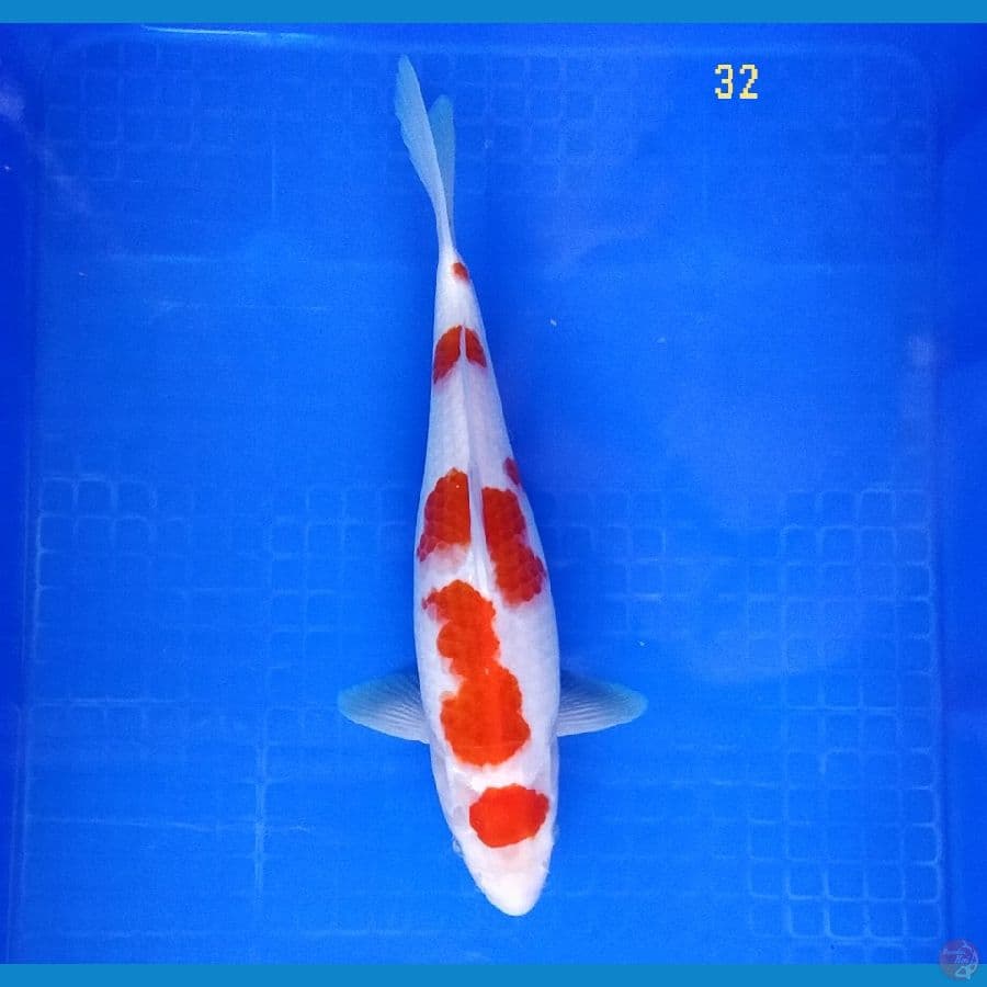 MARUTEN KOHAKU ORIGINAL