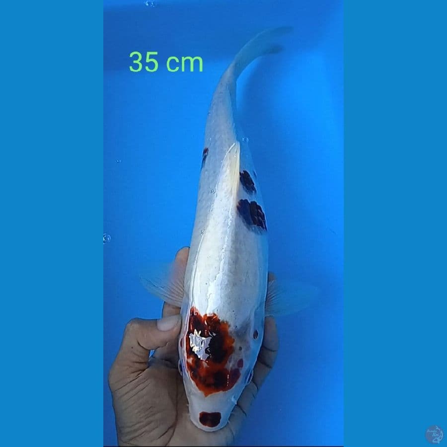 gotomo : 35 cm