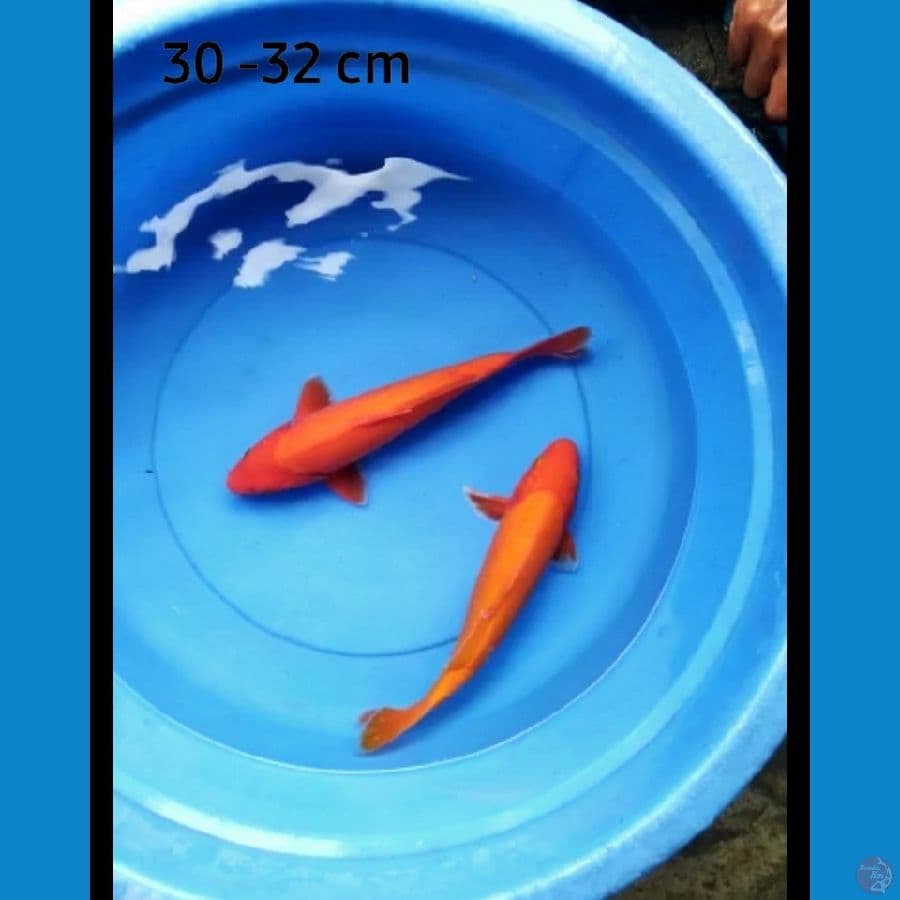 Benigoi 30-32 cm 2 ekor