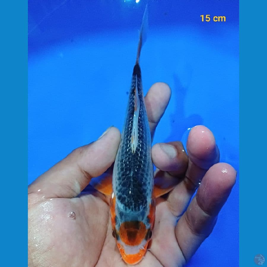 Maruten Asagi 15 cm