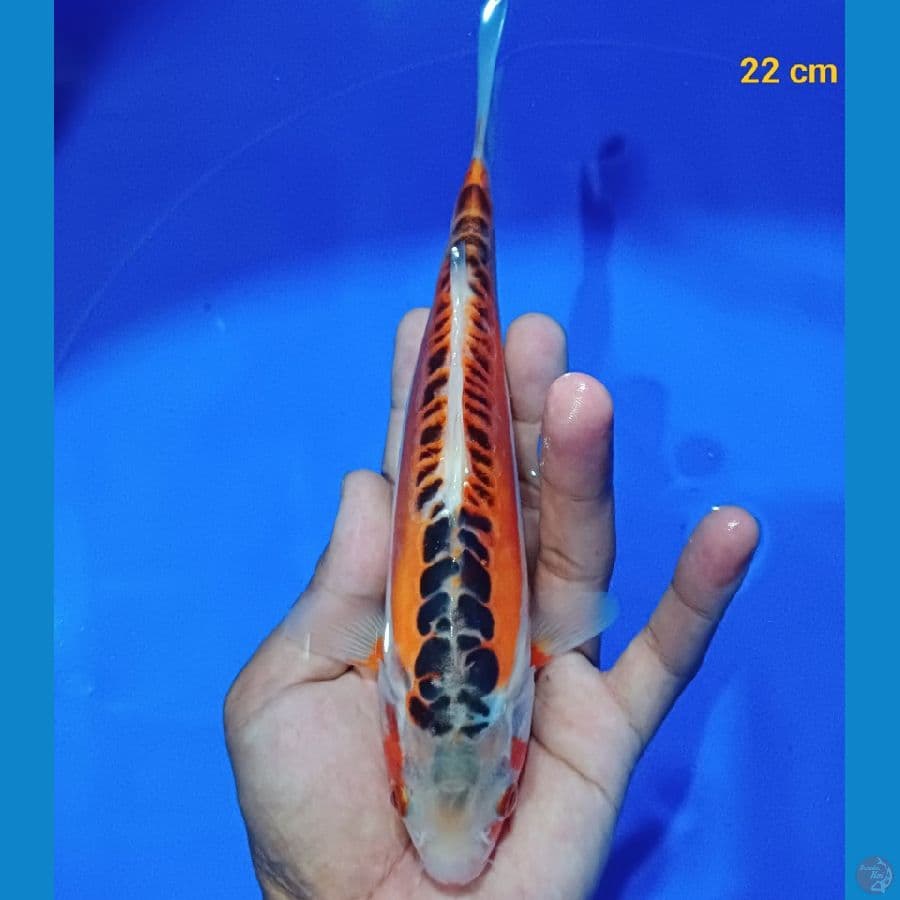 Shusui male 22 cm