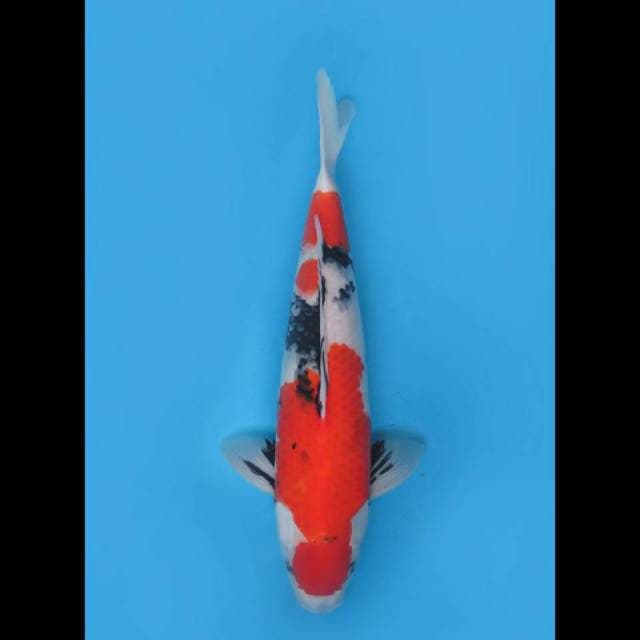 40cm - F1 Showa Sanshoku HQ 