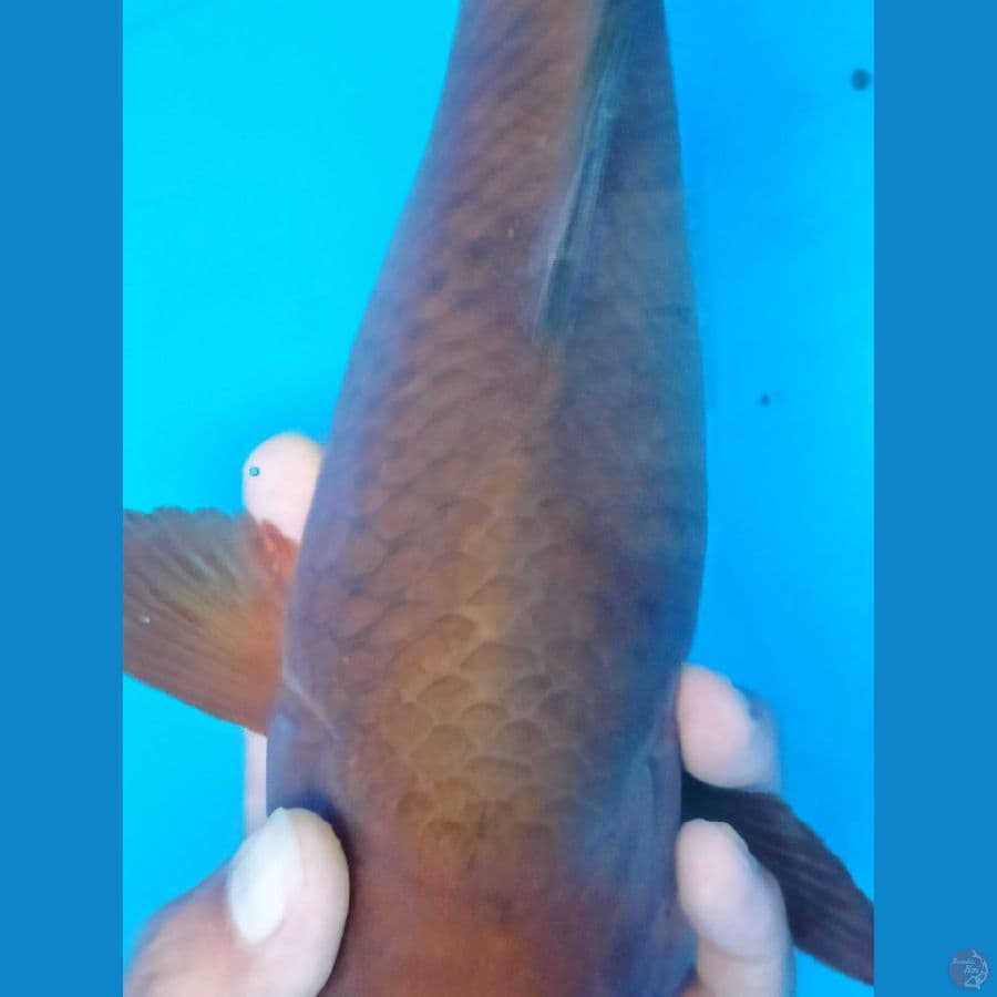 chagoi 35 cm