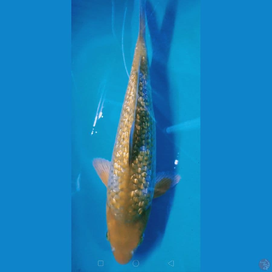 spesial ginrin 25 cm