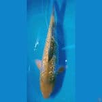 spesial ginrin 25 cm