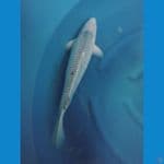 spesial bakat jumbo 53 cm