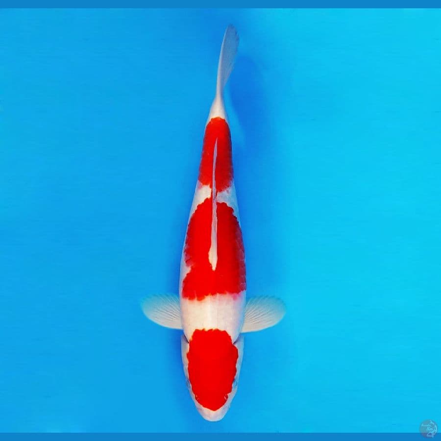 SHIBUYA 2 ~ Kohaku 42 cm/male ™