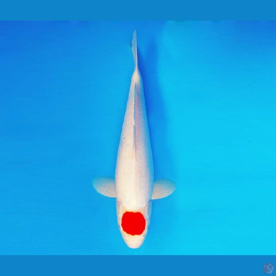 SHIBUYA 3 ~ Original Tancho 36 cm/fm ™