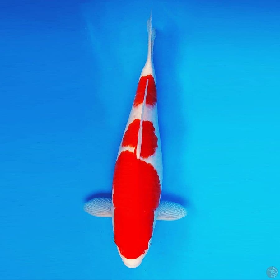 SHIBUYA 5 ~ Kohaku Bulky 40 cm/fm ™