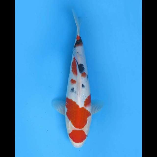 35cm - F1 Maruten Taisho Sanke SQ 