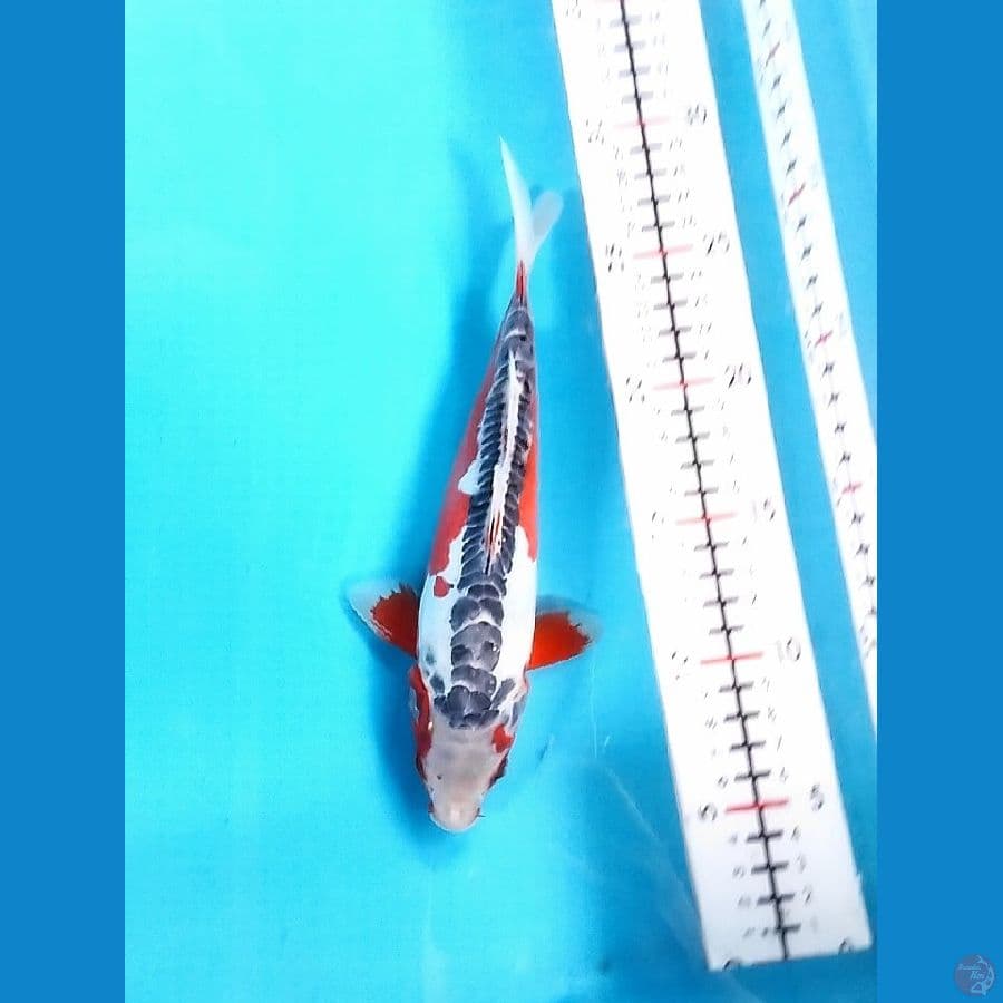 SQ - Hana Shusui 22 Male