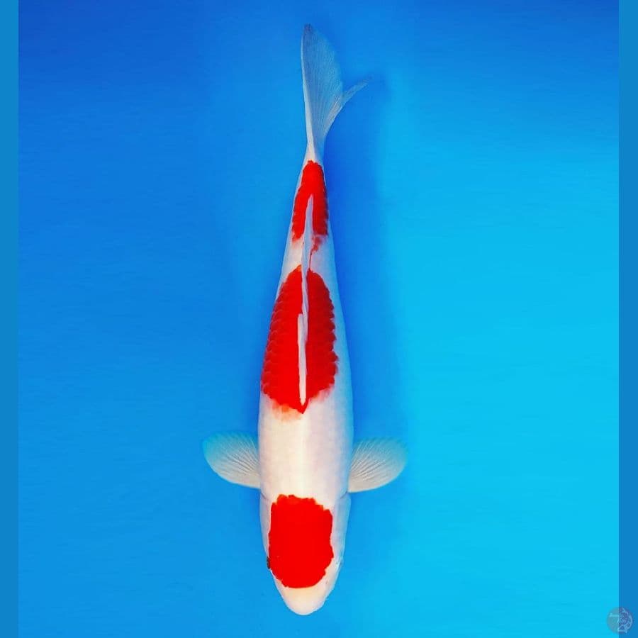 SHIBUYA 11 ~ Kohaku 37 cm/male ™