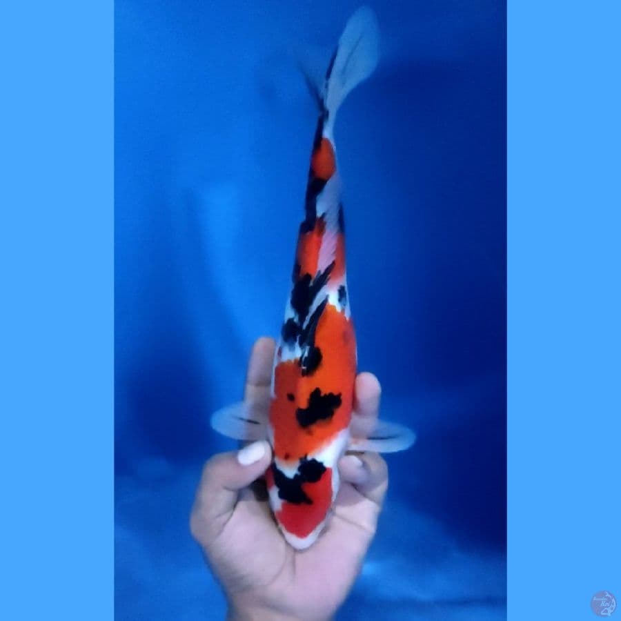28CM # TAISHO SHANSOKU - M