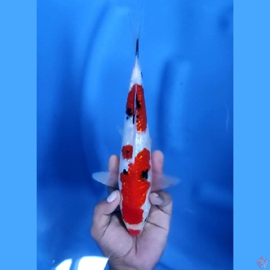 27CM # SANKE GINRIN - M