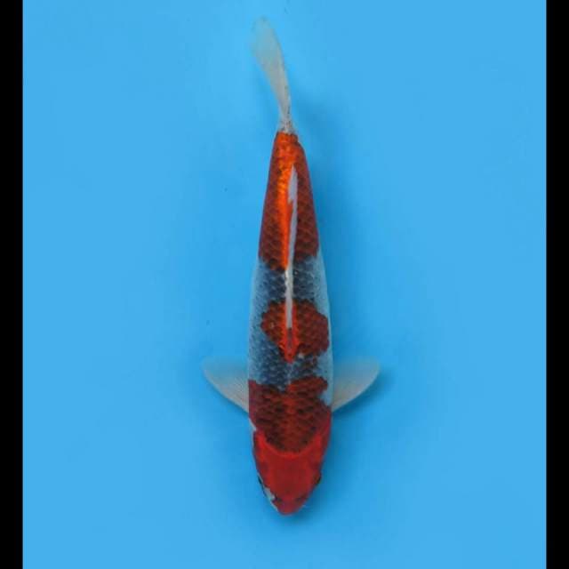 42cm - SQ Sandan Goshiki.Jumbo