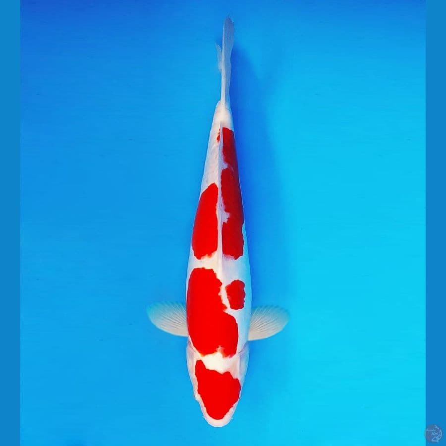 SHIBUYA 12 ~ Kohaku Doitsu 38 cm/fm ™
