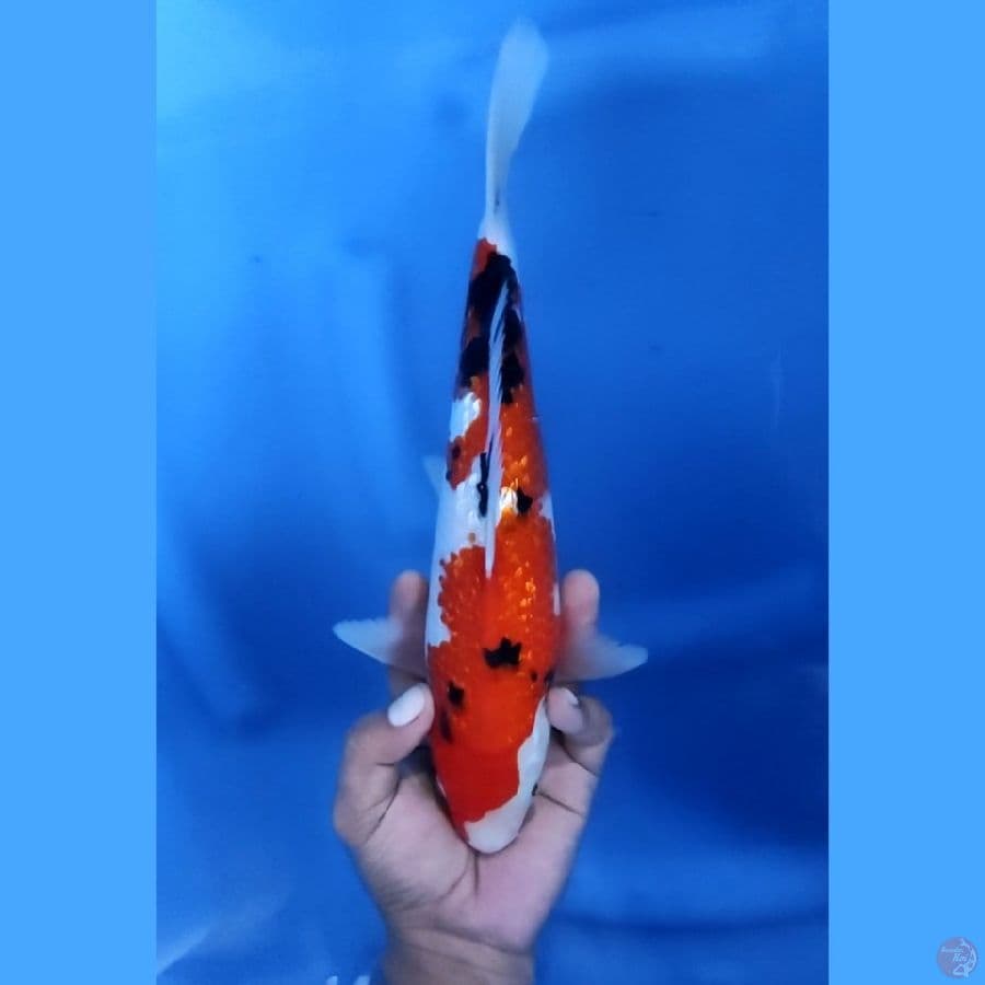 30CM # KINGINRIN SANKE - M
