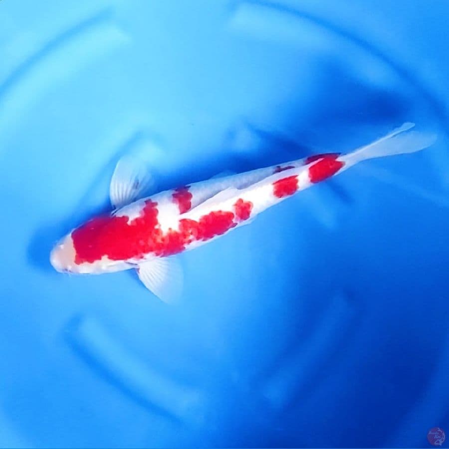 42CM # STRONG KOHAKU - M