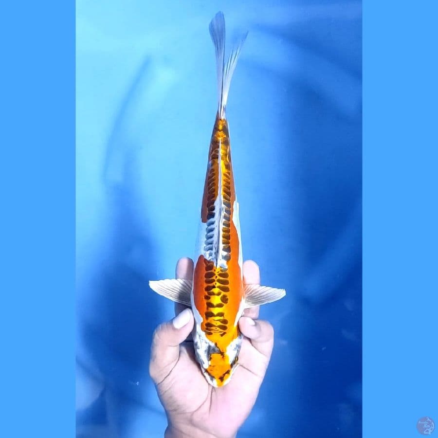 28CM # DOITSU KUJAKU HALUS - F