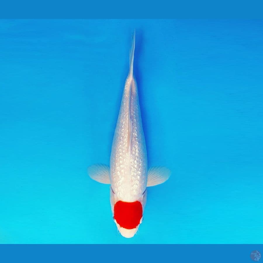 AKAGI 1 ~ Tancho Gin Rin 33 cm/fm ™