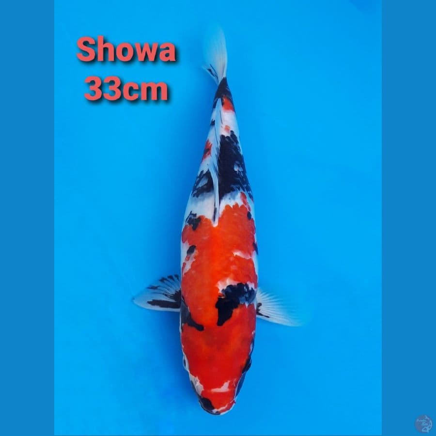 SHOWA 33CM