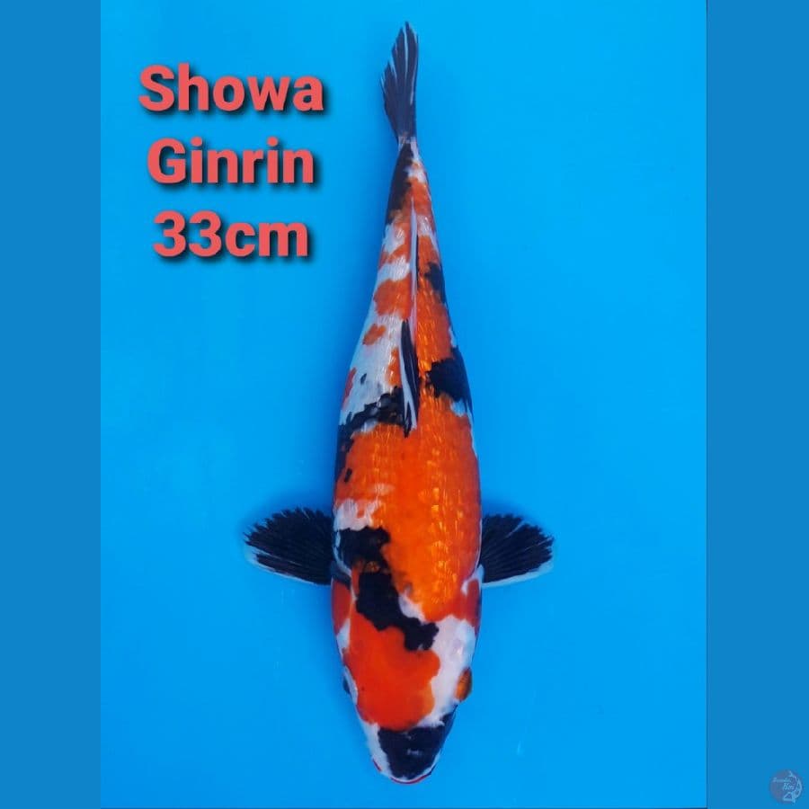 SHOWA GINRIN 33CM