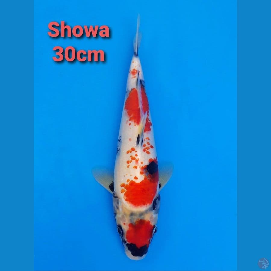 SHOWA KANOKO 30CM