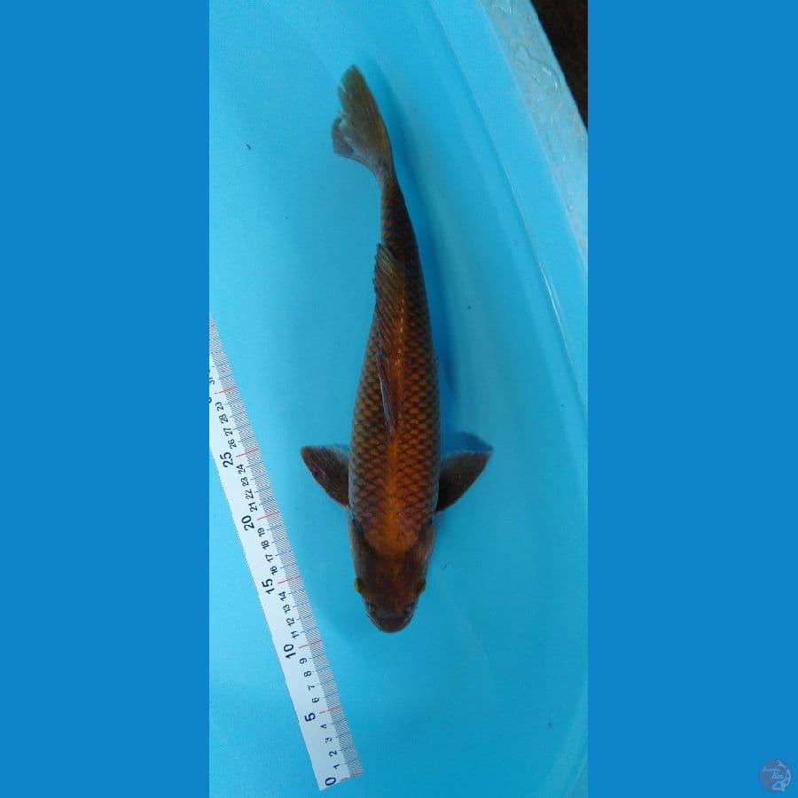 Chagoi Tembaga 41cm