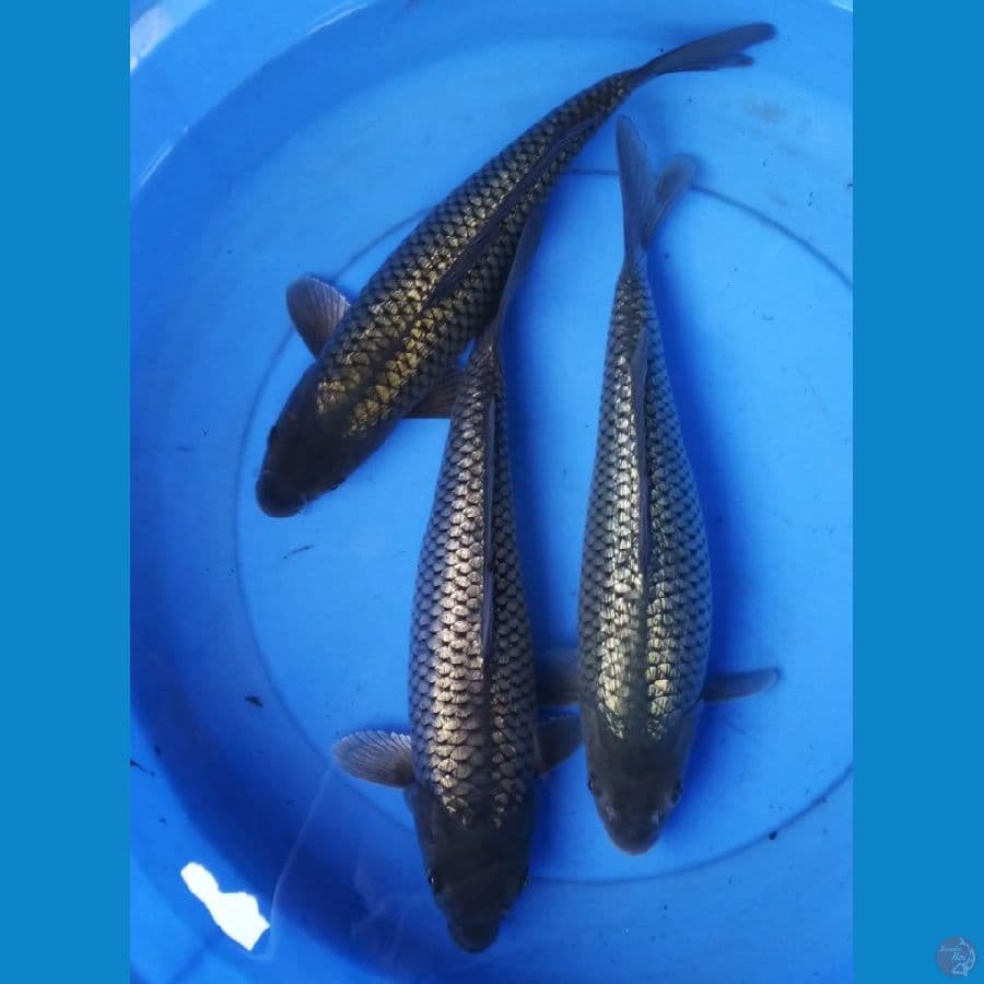 black diamond full ginrin 33-34 cm