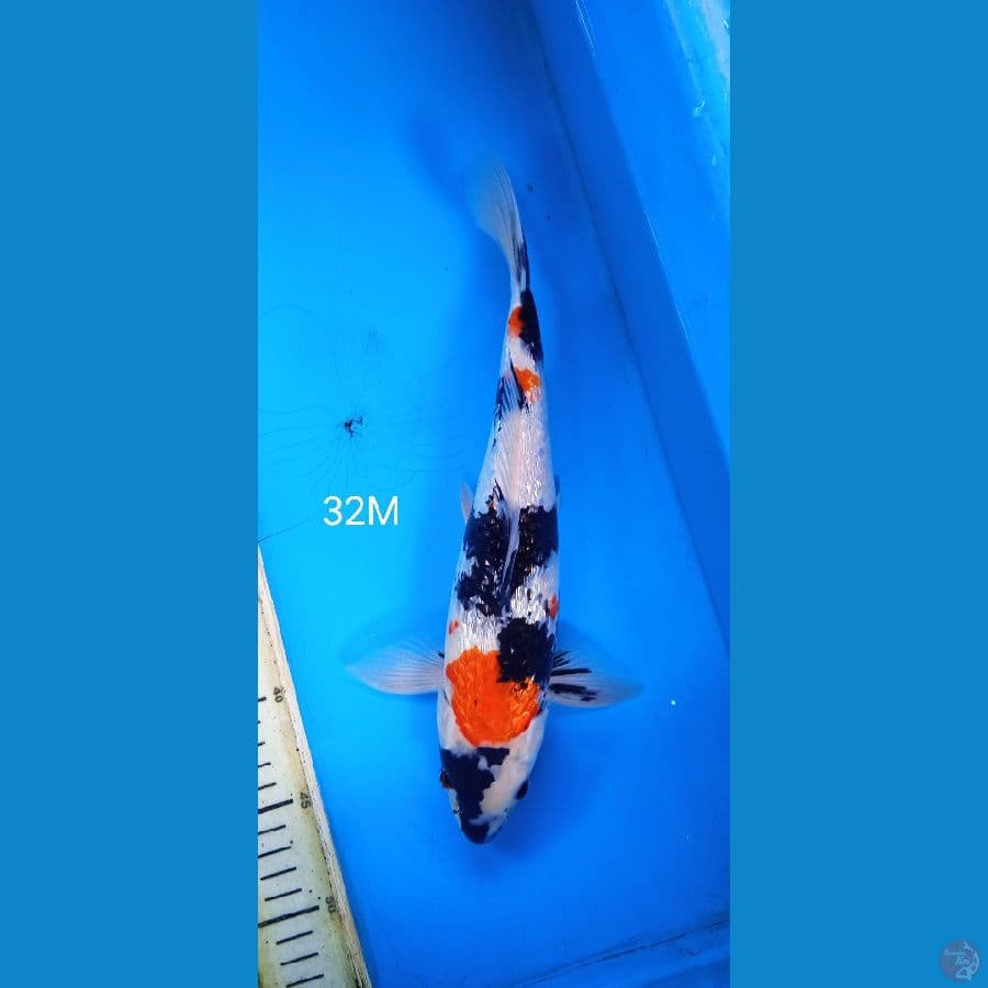 showa ginrin 32cm M