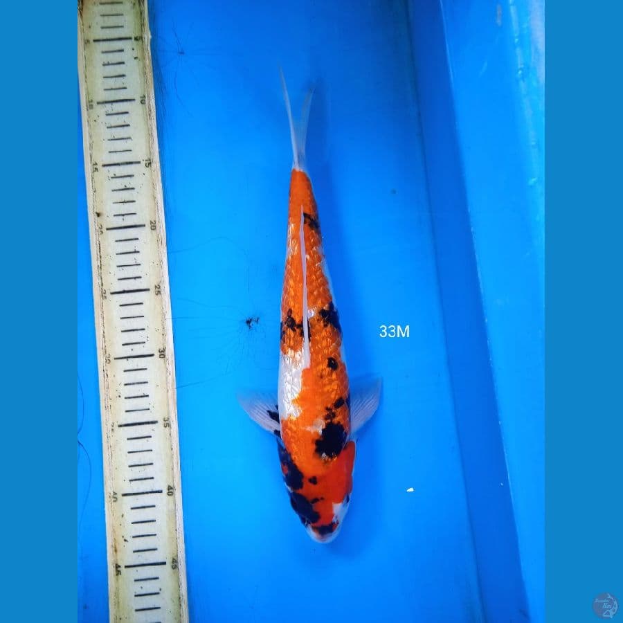 showa ginrin 33cm M