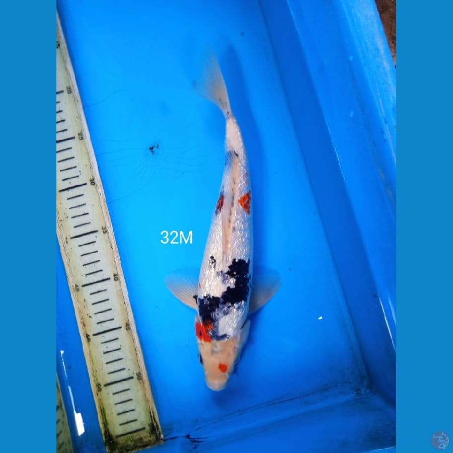 showa ginrin 32cm M