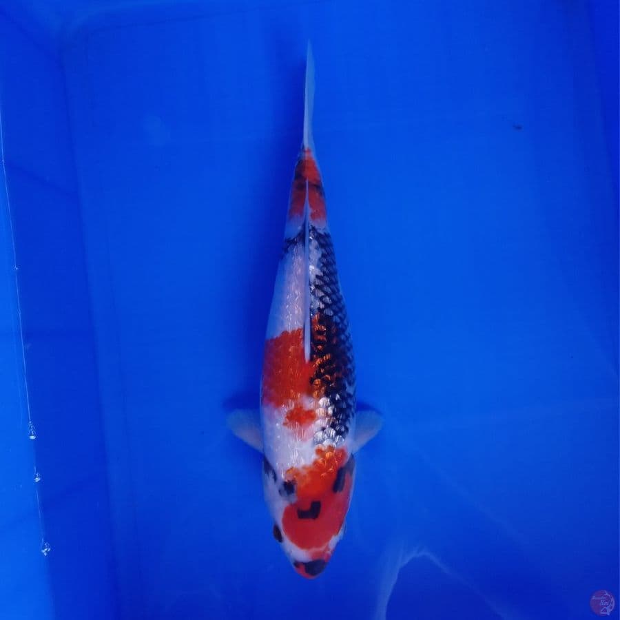 SHOWA GINRIN HQ 35CM STRONG PATTERN